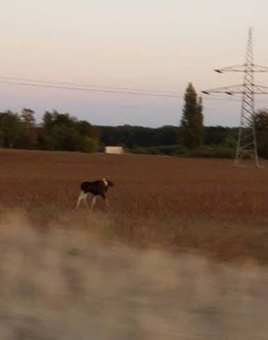 Hier war der Elch noch bei Coswig - am Dienstagabend.