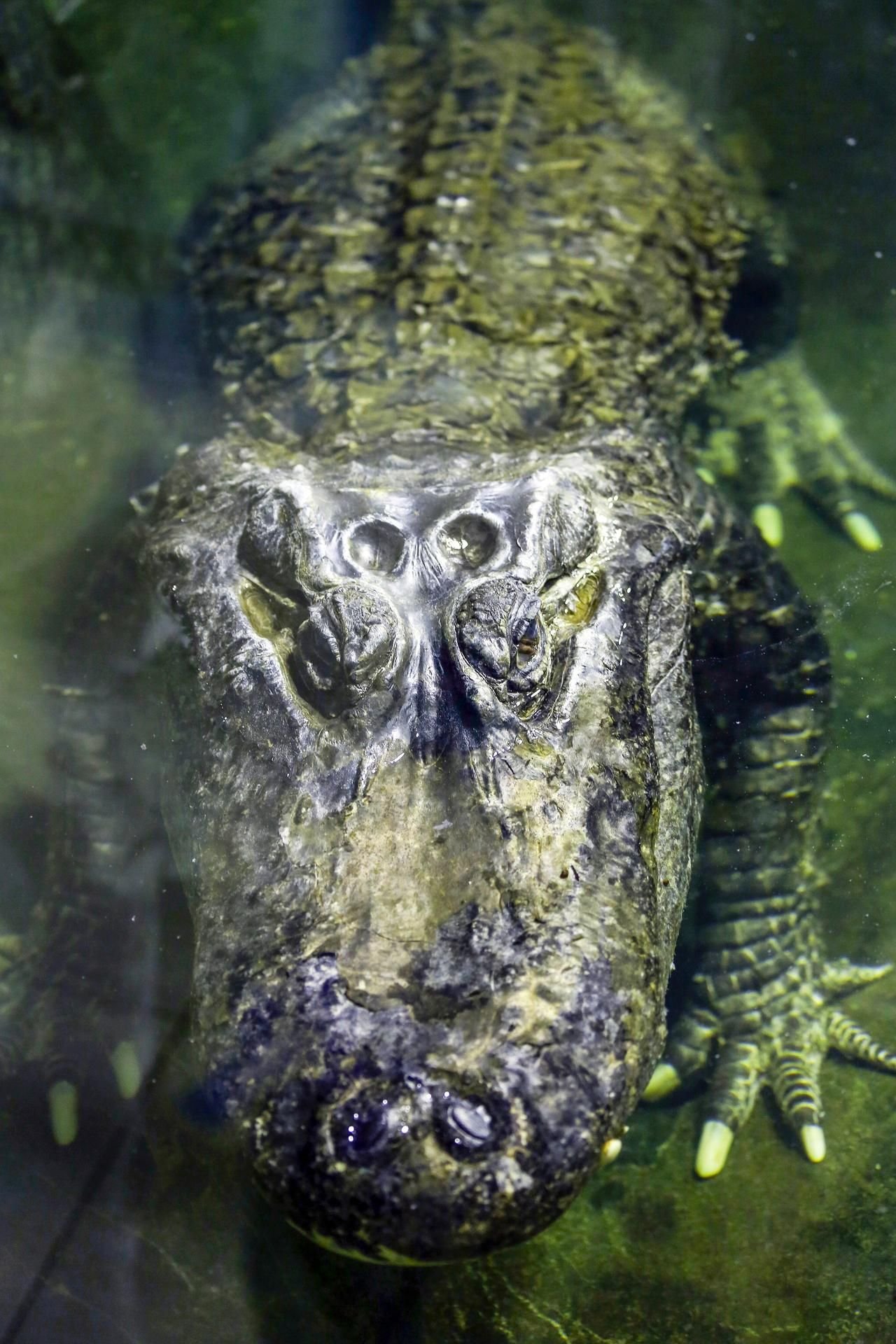 Alligator Saturn schwimmt im Wasser in seinem Gehege im Moskauer Zoo.