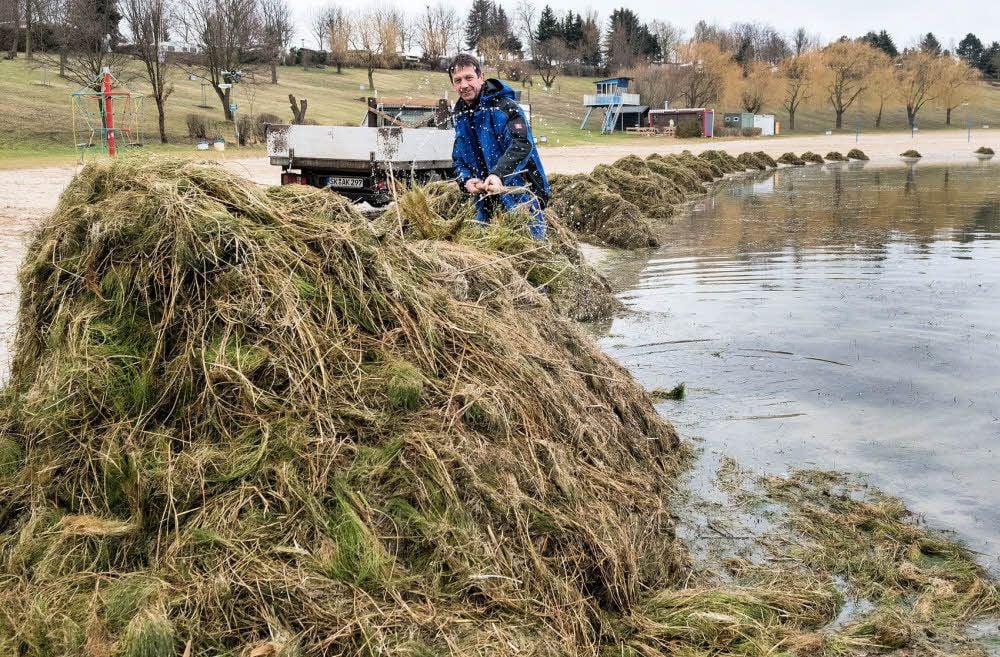 Saisonvorbereitung an der Hasse Roßbach: Wolfgang Oertel, Mitarbeiter des Betriebes, holt das angeschwemmte Seegras aus dem See. Es ist eine Arbeit, die jedes Jahr wieder aus Neue zu erledigen ist. Durch den Orkan „Friederike“ ist es dieses Jahr aber mehr Seegras als üblich.