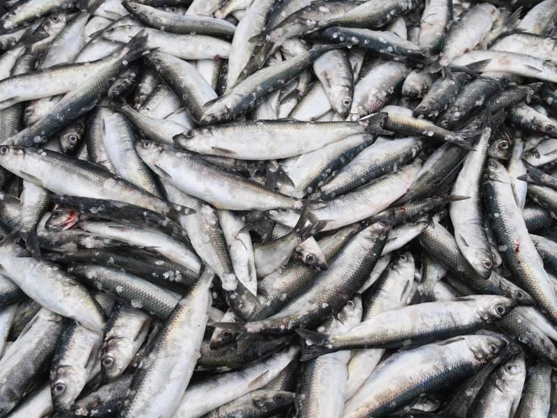 Heringe liegen im Hafen in einer Fisch-Kiste. Foto: Stefan Sauer/zb/dpa/Symbolbild