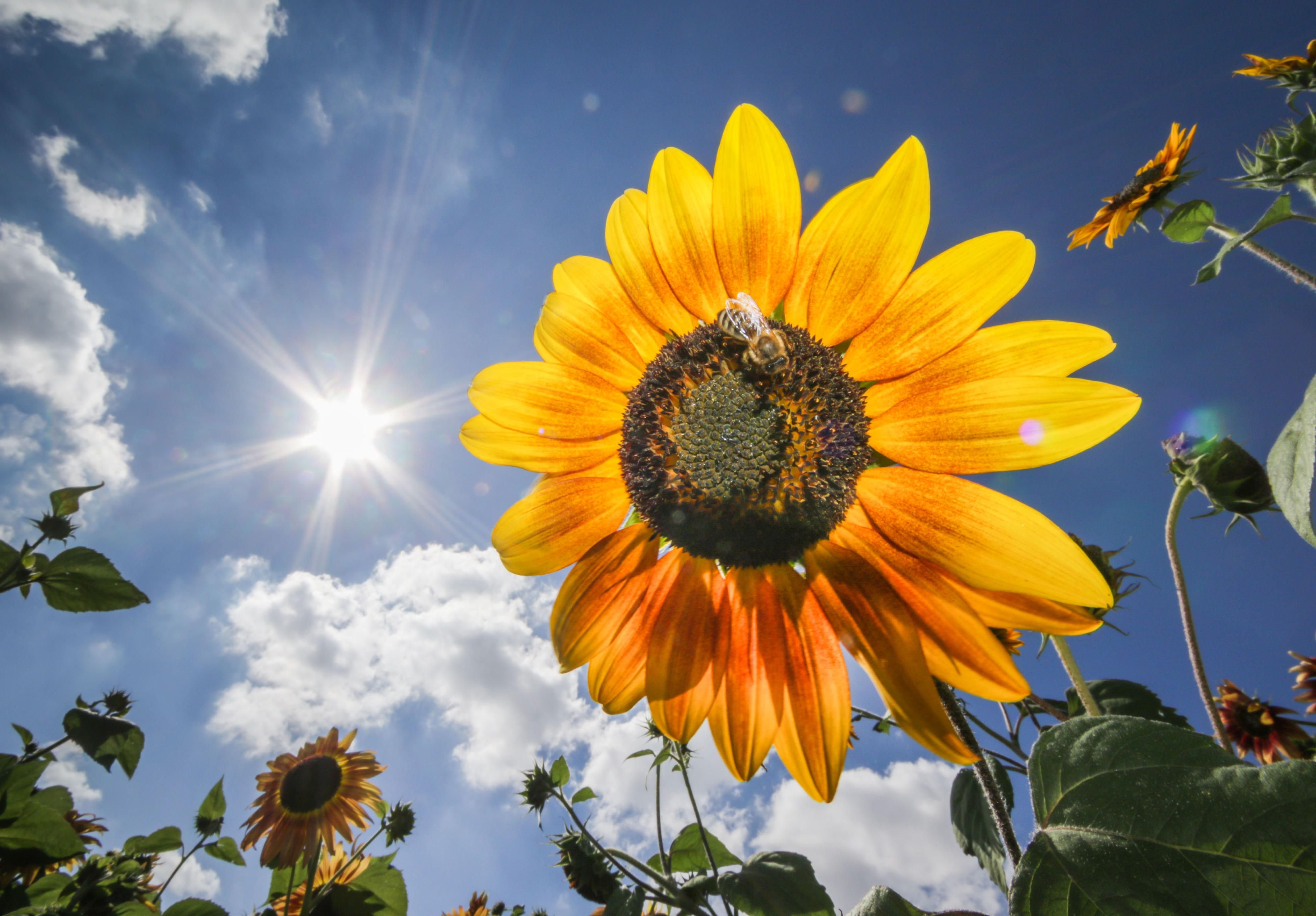 Eine Biene tummelt sich auf einer Sonnenblume vor dem blauen Himmel.