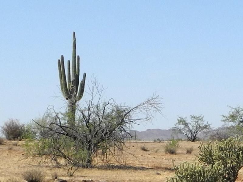 Kaktus des Jahres 2017: Der sogenannte Western-Kaktus ist in Arizona heimisch. Foto: Michael Zehender