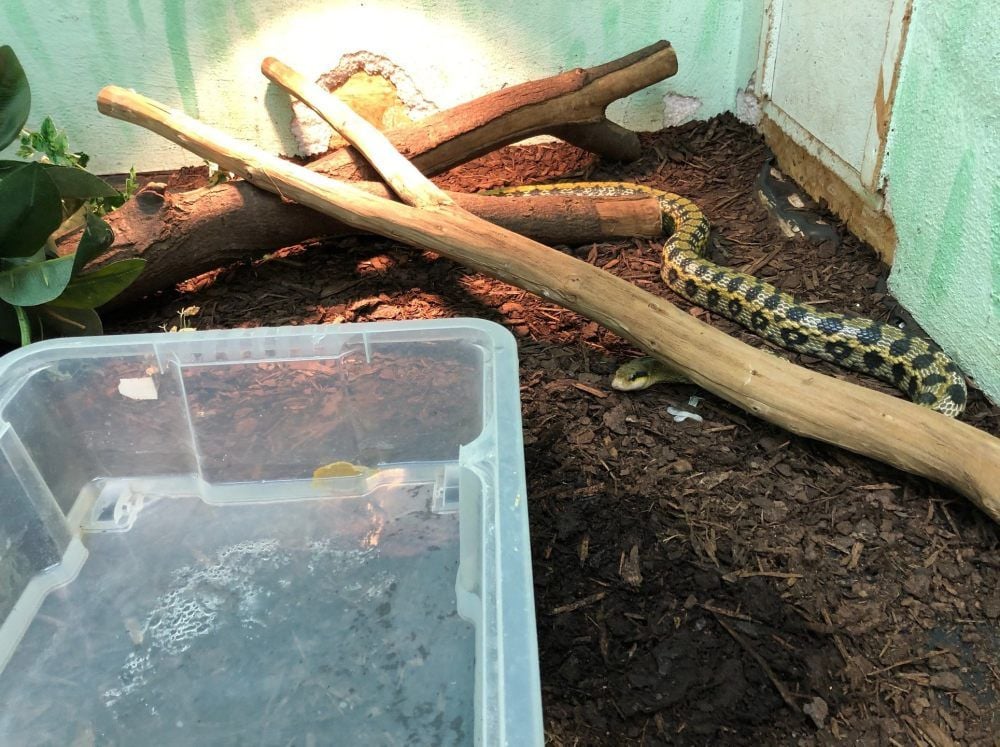 Nur noch einige Tiere sind in der Reptilienauffangstation übrig geblieben. Diese Schlange gehört dazu.