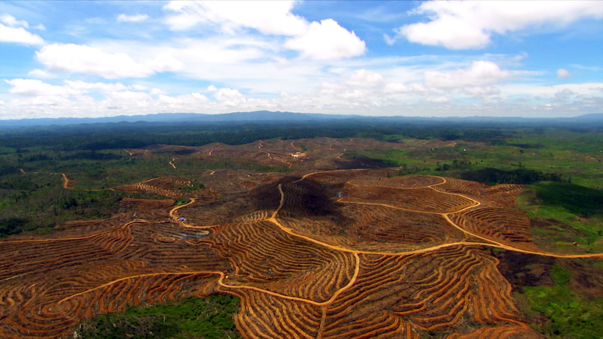 Palmöl-Plantagen im indonesischen Regenwald