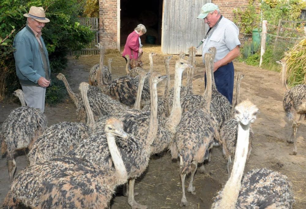 Die Jungtiere sind vor allem neugierig. Rechts im Bild ist der Chef Erhard Schlüter jr.