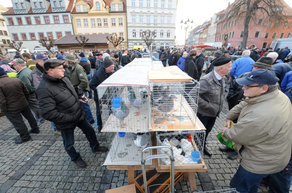 Hunderte Züchter und Besucher treffen sich beim ersten Naumburger Taubenmarkt der diesjährigen Saison.