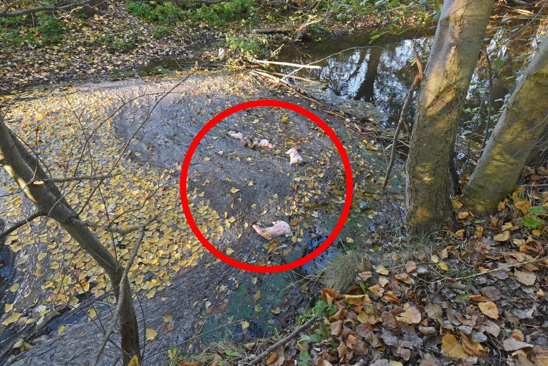 Schlachtabfälle in der Wipper bei Groß Schierstedt.