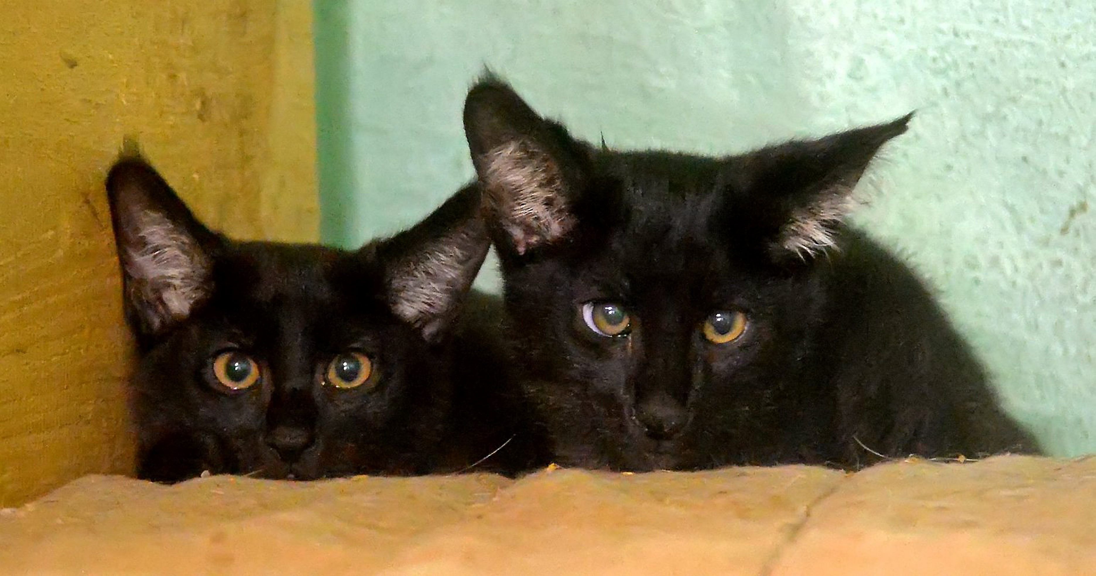 Die jungen Rohrkatzen