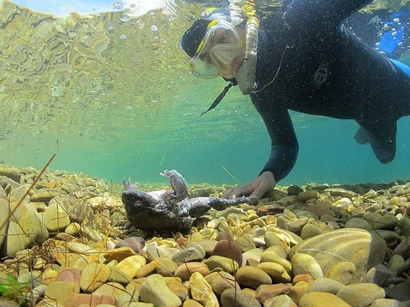 Ein Taucher findet einen toten „Giganten”-Frosch im Titicaca-See. Foto: Arturo Munoz Saravia/WWF