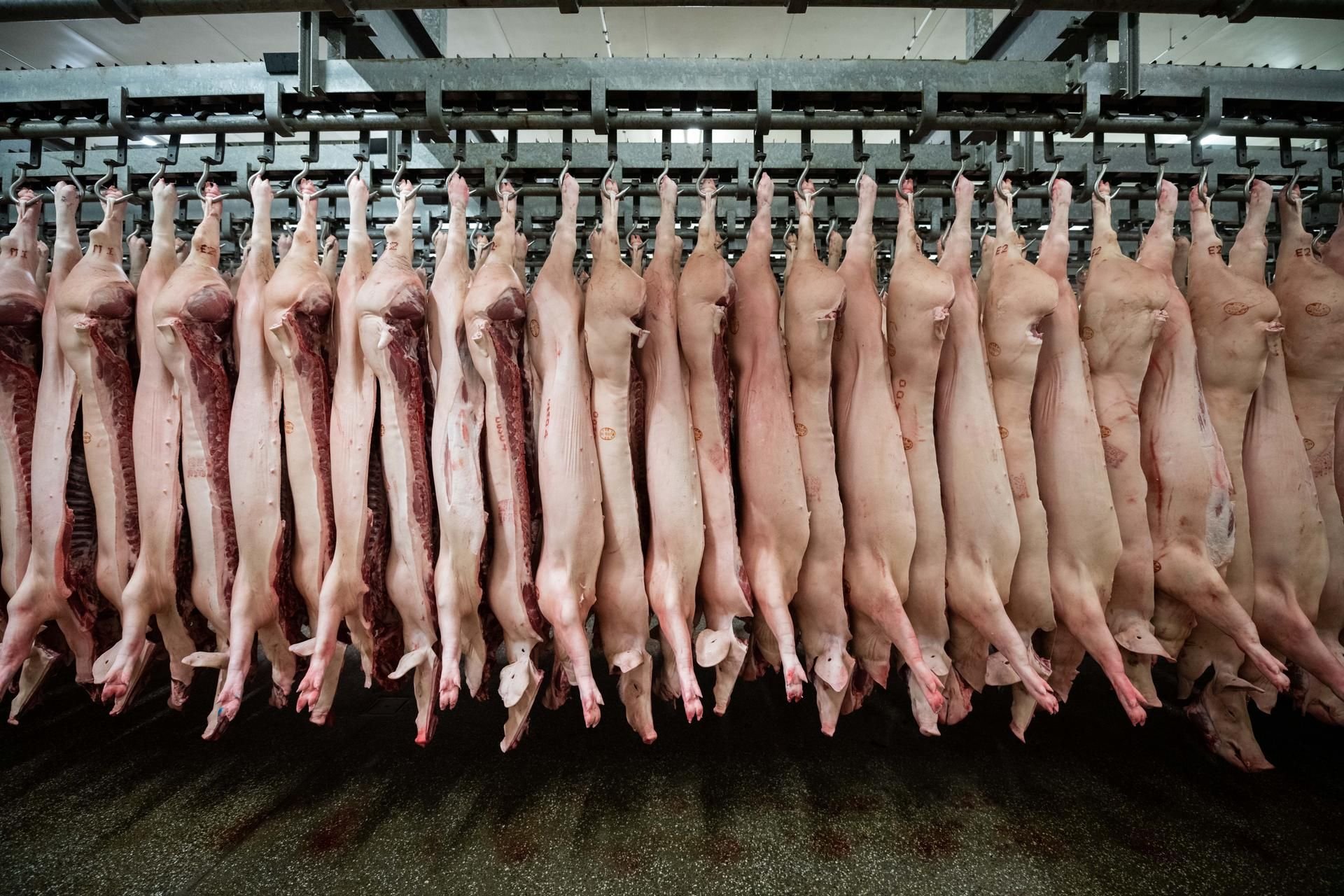 Schweine in einem Schlachthof