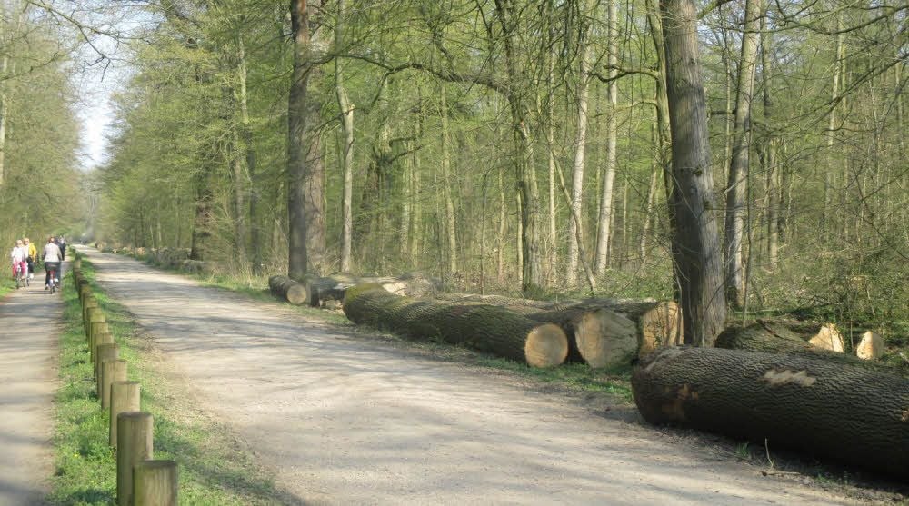 Alte Stämme liegen an der Plankenlinie zum Abtransport bereit.
