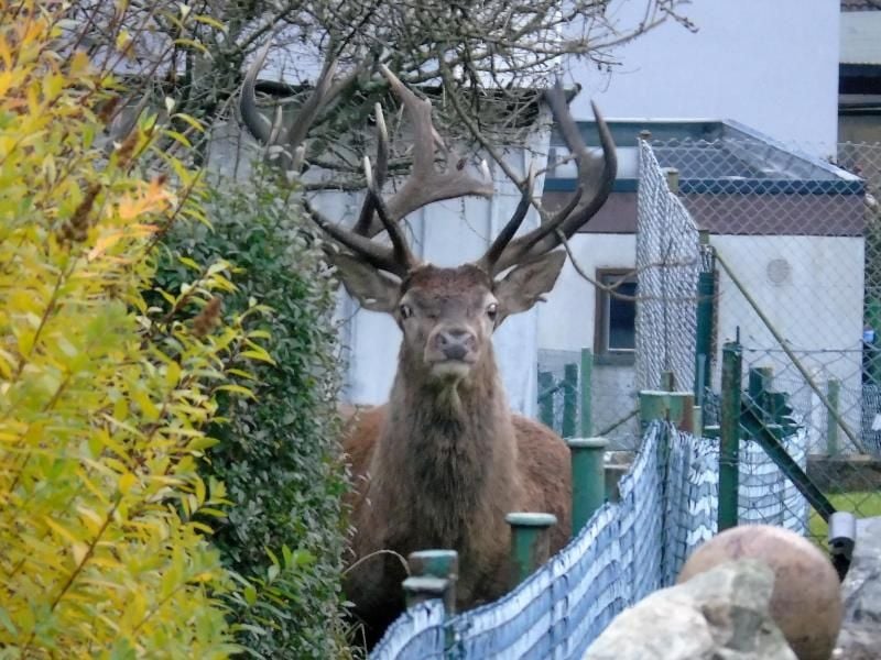 Ein ausgewachsener Hirsch spaziert durch die Straßen von Ewersbach. Foto: Arnd Wunderlich