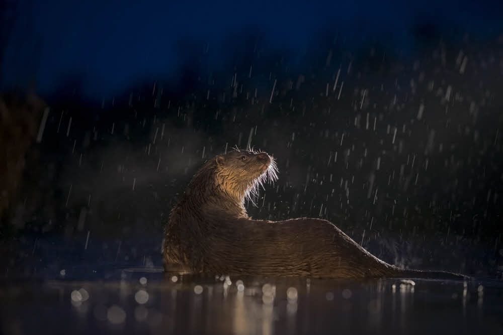 Zweiter Preis vom National Geographic und damit zweitbester Fotograf 2018 ist Thomas Hinsche, der einen Fischotter fotografierte.
