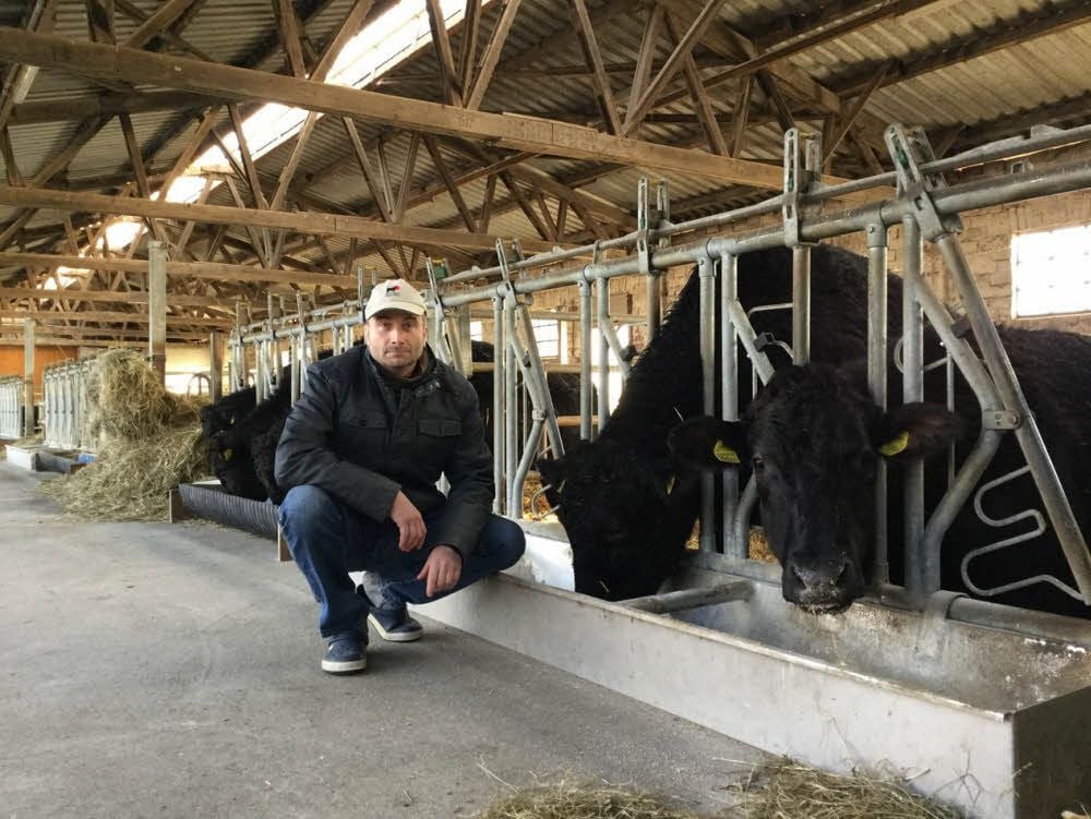 Ronald Haake im Stall mit seinen schwarzen Rindern.
