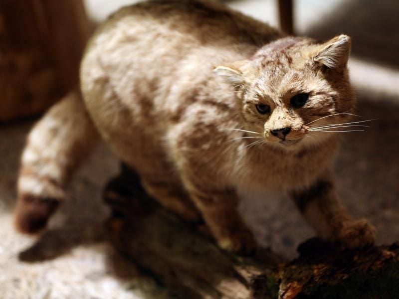 Ausgestopfte Wildkatze - 88 von 95 in Winterthur untersuchten Präparaten enthielten mehr als 1000 Milligramm Arsen pro Kilogramm. Foto: Oliver Berg/Archiv