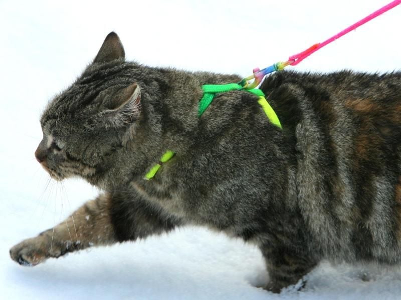 Nicht nur Hunde, sondern auch Katzen sollten in Regionen mit Vogelgrippe-Funden nicht mehr frei herumstreunern und angeleint werden. Foto: Patrick Pleul