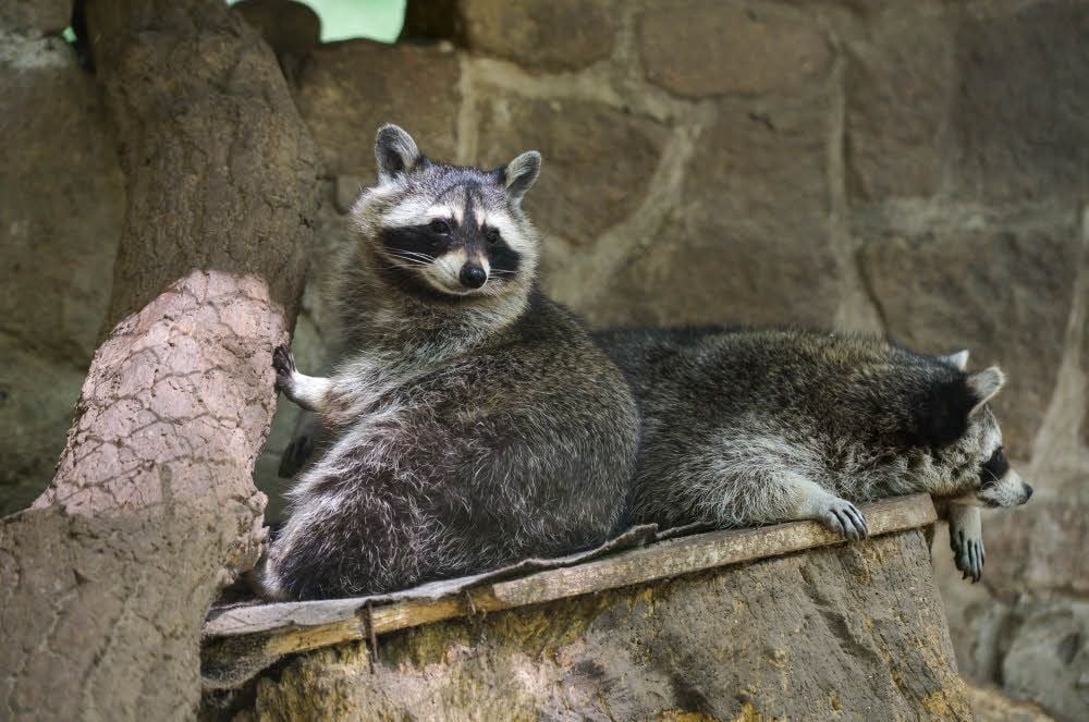 Diese Waschbären leben zwar im Köthener Tierpark, doch auch in freier Wildbahn gibt es viele von ihnen.