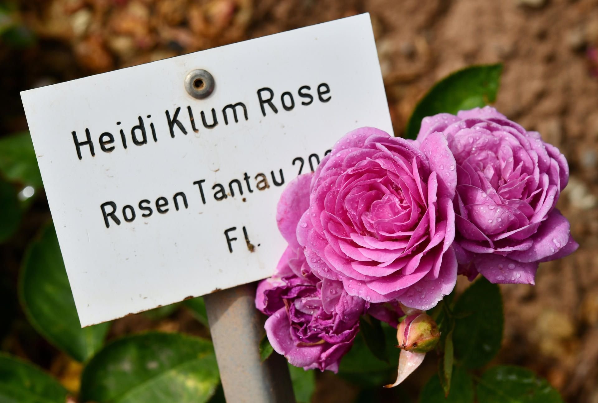 Eine Rosenart, die den Namen des deutschen Models Heidi Klum trägt in Sangerhausen.