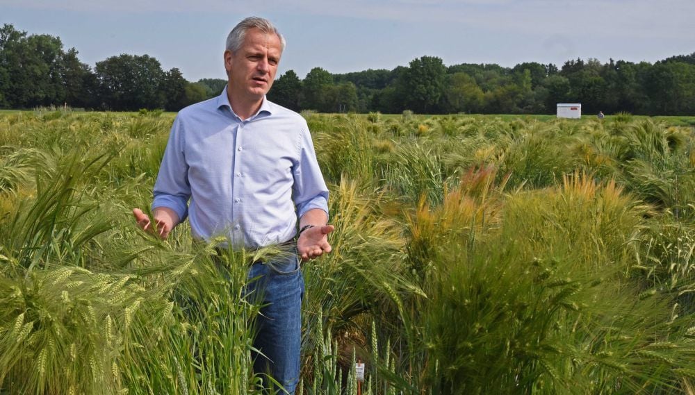 Koordinator Nils Stein in einem Getreide-Feld, das Bestandteil des Agent-Projektes ist. Das soll Genbanken besser nutzbar machen.