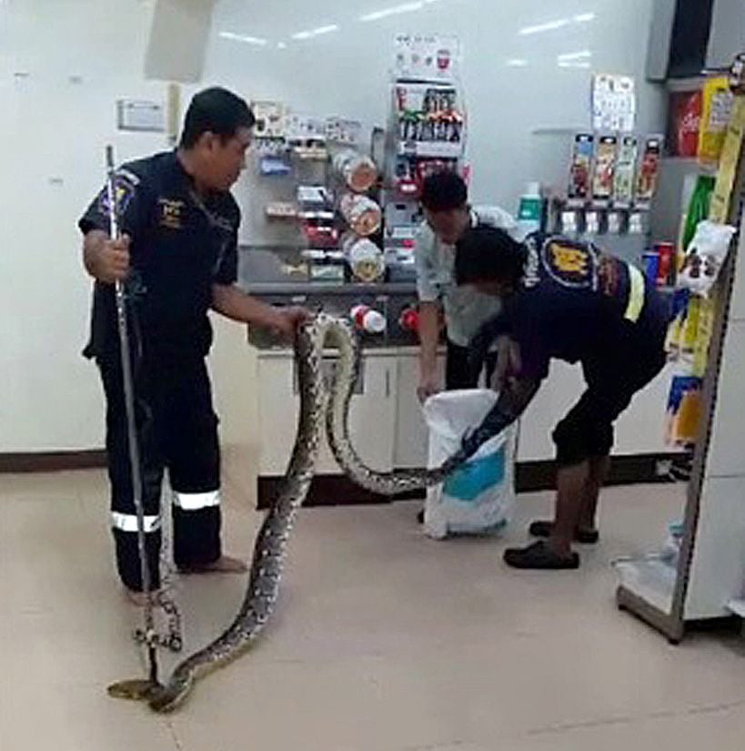 Professionelle Schlangenfänger in Thailand stecken eine Python in eine Tüte, nachdem sie in einem Supermarkt entdeckt worden ist. (Symbolbild)