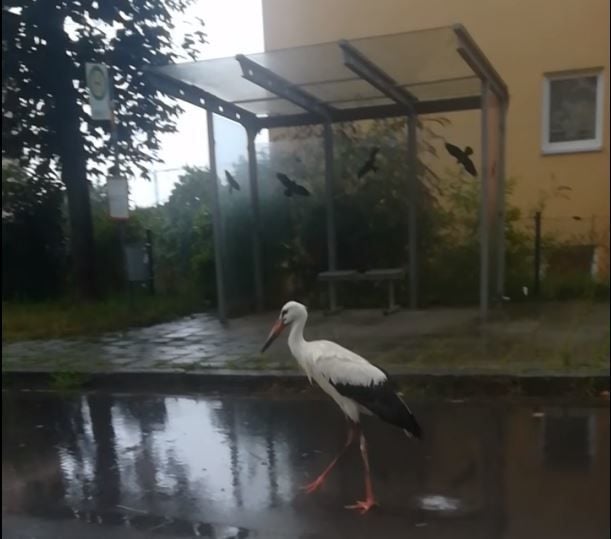 Ein Storch steht an einer Bushaltestelle in Regenstauf (Crop aus einem Video). Das Video geht im Internet gerade viral.