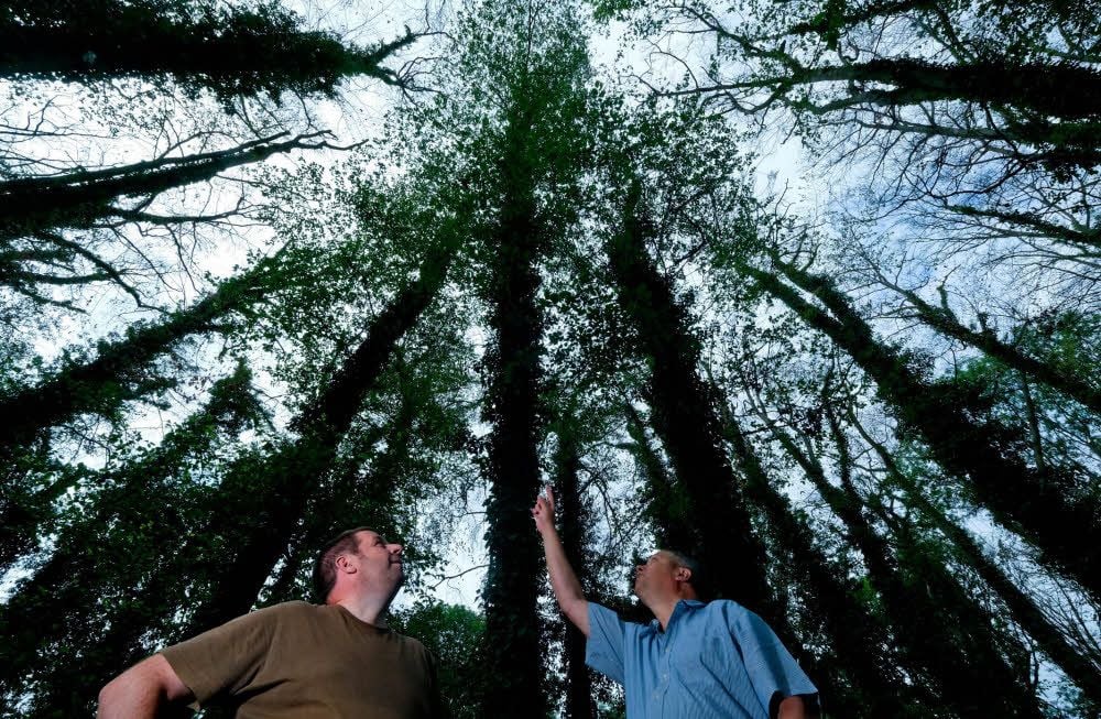 Holger Koth (rechts) und Falko Jeckel begutachten die Baumkronen im Wald am Petersberg. Ein Großteil der alte Bäume sei schon jetzt nicht mehr zu retten, egal, wie viel Niederschlag noch fällt.