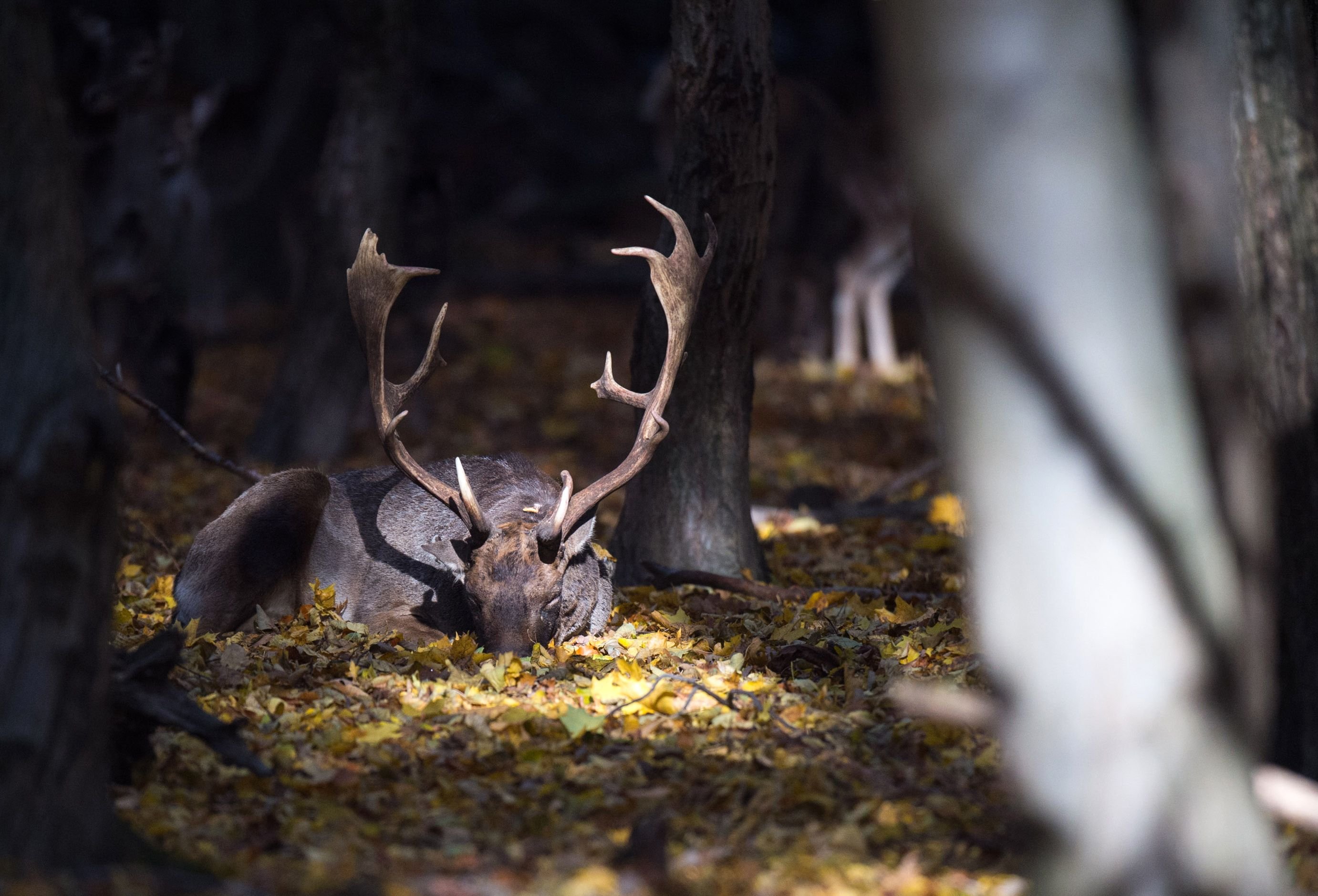 Ein Hirsch liegt auf dem mit herbstlich gefärbtem Laub bedeckten Boden.