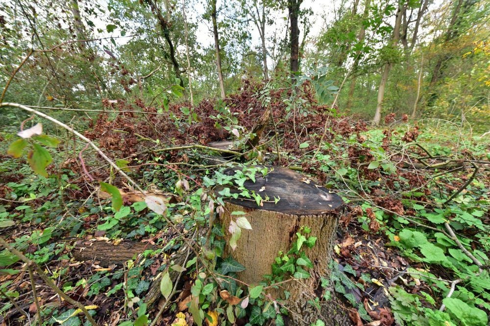 Die von der Rußrindenkrankheit betroffenen Bäume im Beckerbruch wurden gefällt.