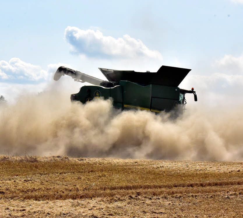 In der Staubwolke verbergen sich Mähdrescher, Traktor und Überladewagen.