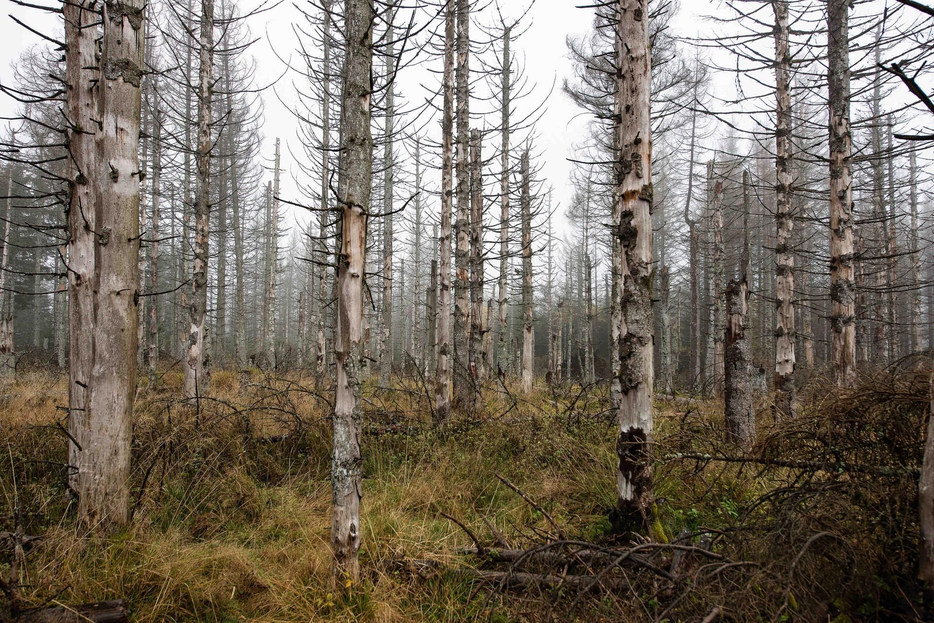 Blick in den Wald mit abgestorbenen Fichten im Nationalpark Harz.