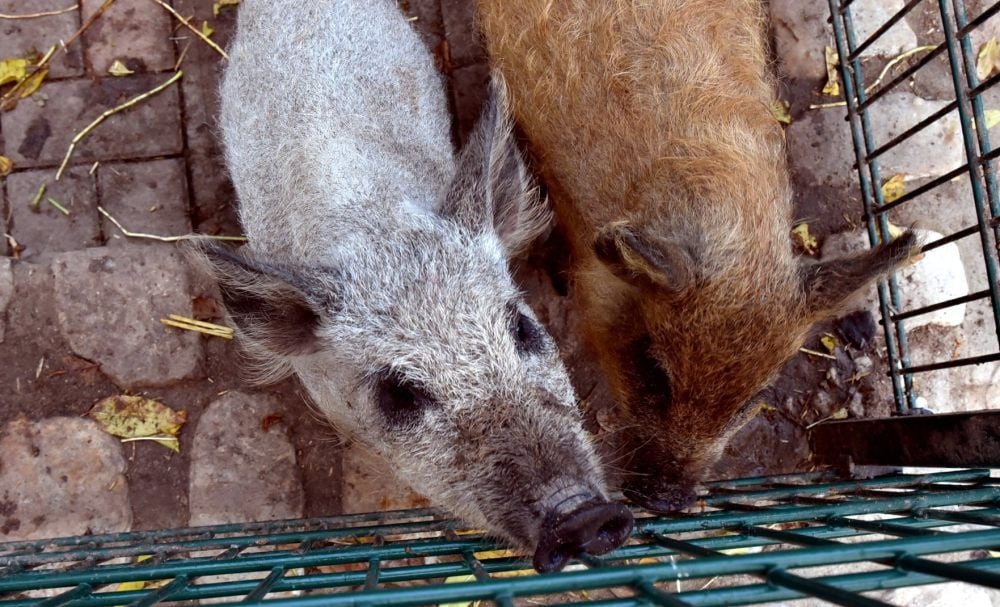 Die fidelen Ferkel sind neugierig und naschen gerne. Wollschweine gelten als gutmütig. Trotzdem sollten Besucher gut auf ihre Finger achten.