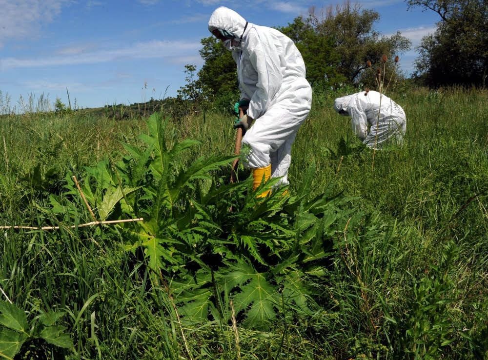 Für die Beseitigung des Riesenbärenklaus sind dichte Schutzanzüge angebracht, um sich vor Verätzungen zu schützen.