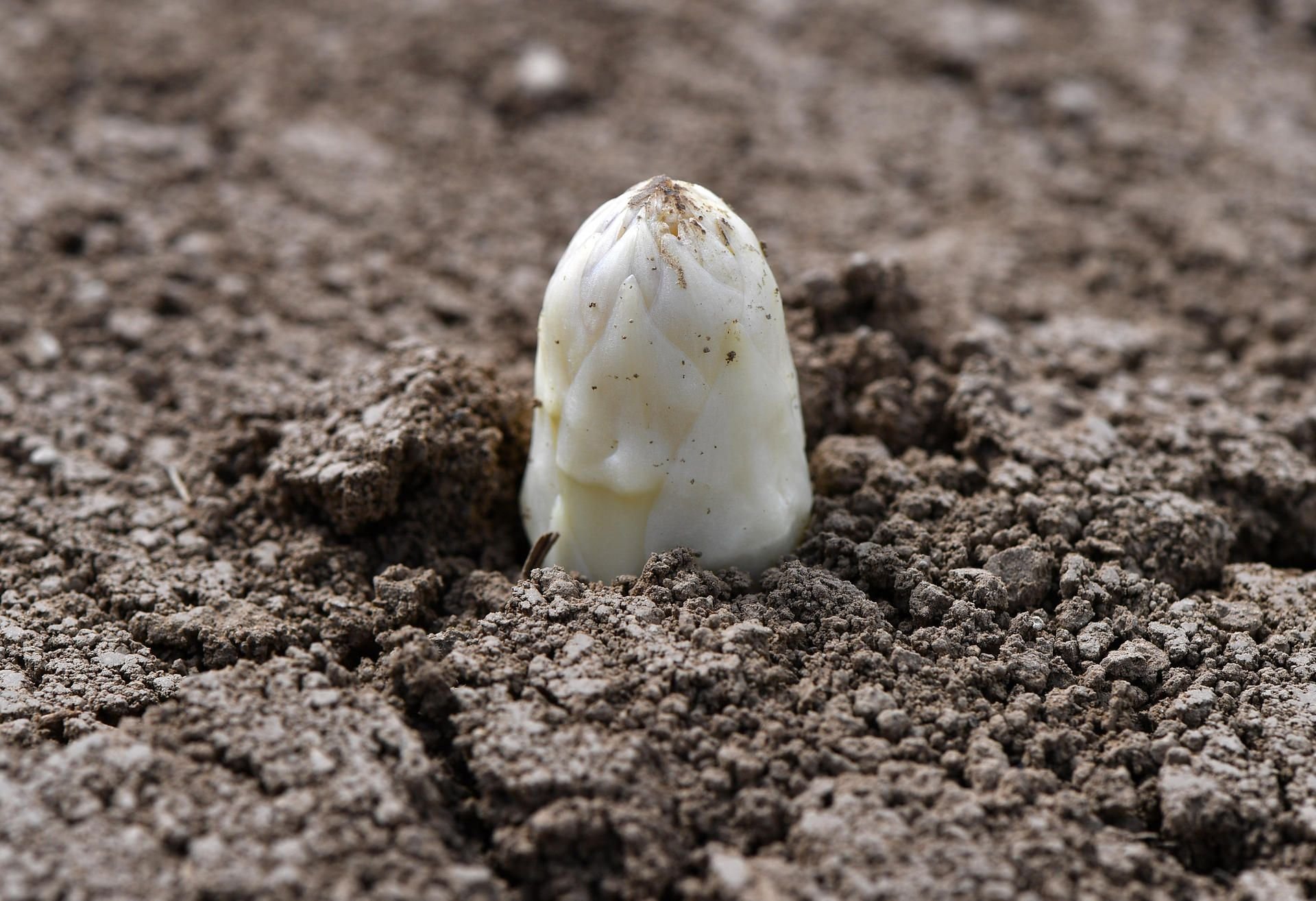 Eine Spargelstange wächst aus der Erde. Viele Landwirte warten bereits auf den ersten Spargel.