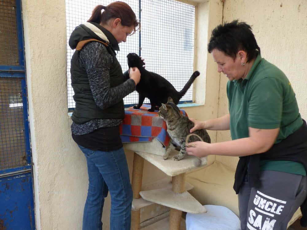 Rebecca Hübsch (l.) und Anke Hoffmann kümmern sich um die vielen Katzen im Bitterfelder Tierheim.