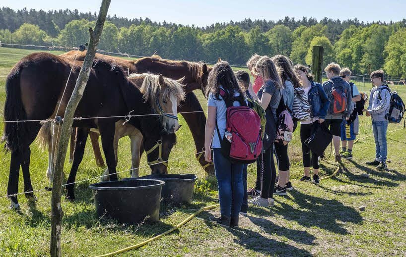 Besuch bei den Pferden auf der Koppel. Die ist seit kurzem extra geschützt, um Wölfe abzuwehren.
