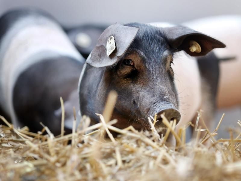 Bessere und tiergerechte Haltungsbedingungen müssen nicht teuer sein, errechnete eine Expertenkommission. Foto: Danny Gohlke/dpa