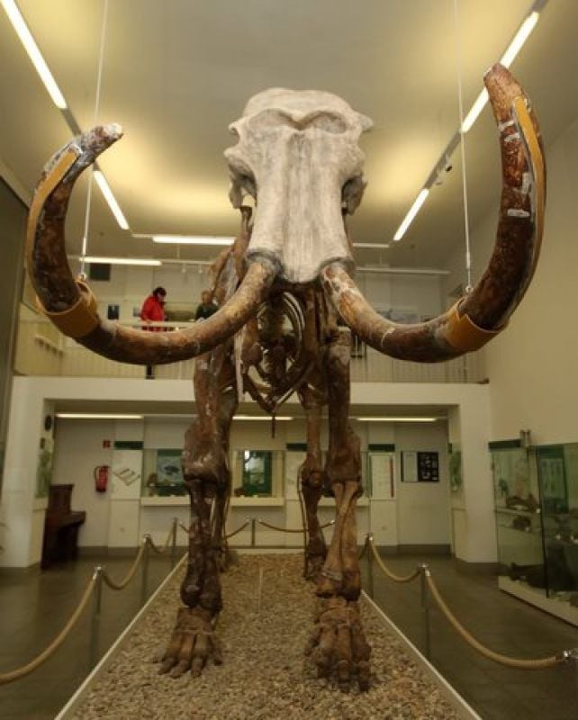 Nach wochenlanger Zwangspause hat das Spenglermuseum mit dem Mammut wieder geöffnet.