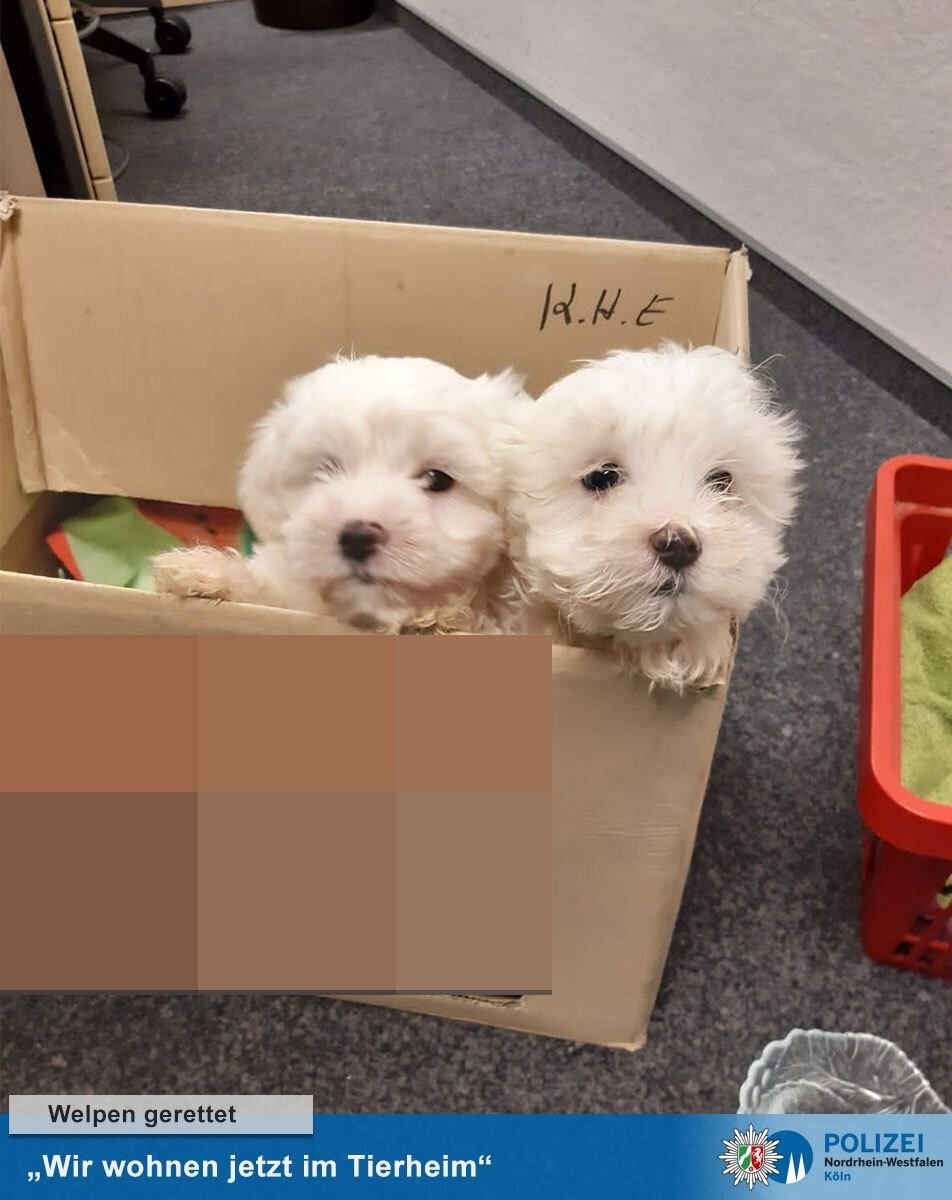 Anfang Dezember hatte die Polizei die Welpen bei kriminellen Züchtern gefunden.