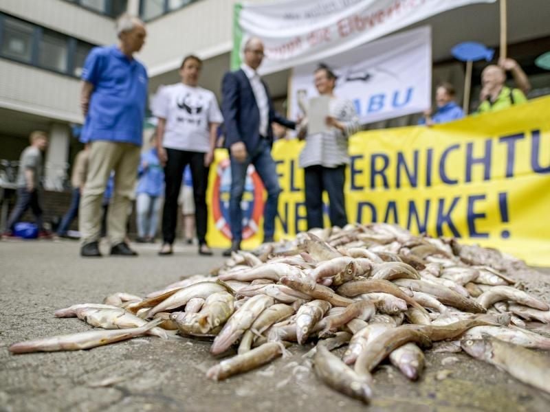 Tote Fisch liegen vor der Hamburger Wirtschaftsbehörde. Foto: Axel Heimken