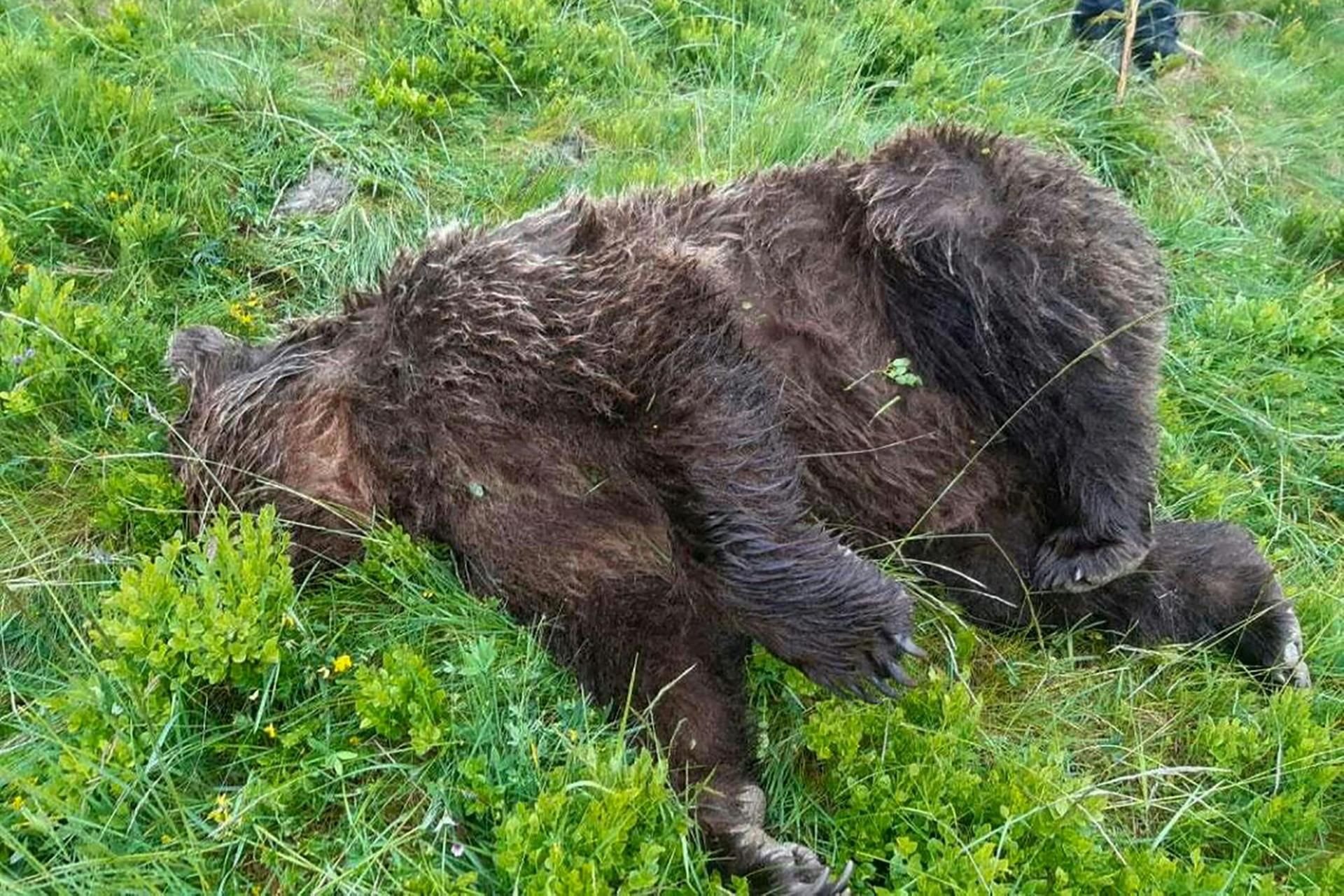 Die französische Regierung hat ein Bild des erschossenen Bären veröffentlicht.