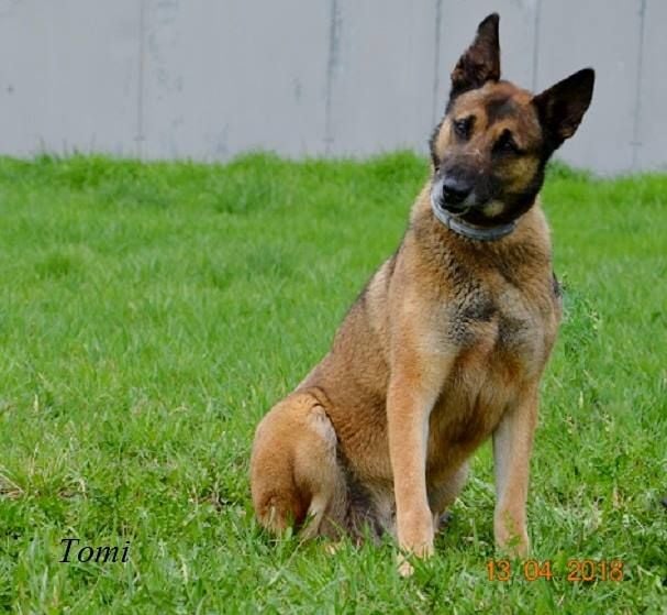 Schäferhund-Mix Tomi starb einen Tag vor Silvester. (Archivbild)