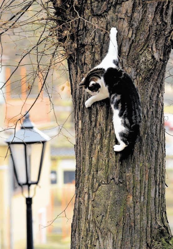 Viele Samtpfoten erklimmen problemlos jeden Baum. Und sitzen dann fest. Sind mitunter auch verletzt. Ein Rettungsanker ist die Feuerwehr. Die rettet Tiere aus Notlagen und wenn Gefahr droht.