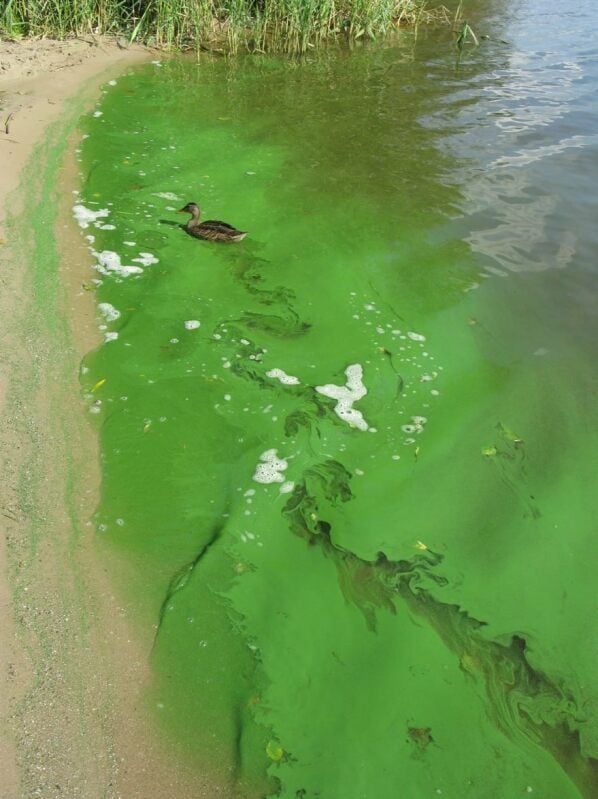 Ein Teppich aus Blaualgen am Ufer eines Sees