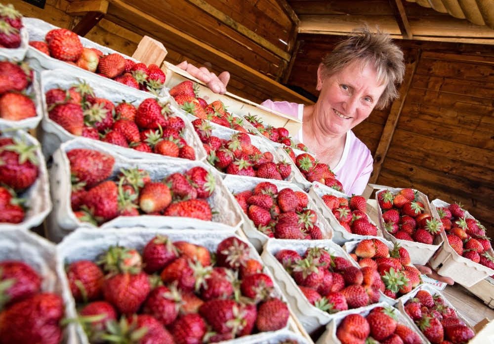 Vera Hinze bringt die Freiland-Erdbeeren des Weinguts Hanke im Stand an der B 187 gegenüber vom Jessener „Bergschlösschen“ an die Kunden.