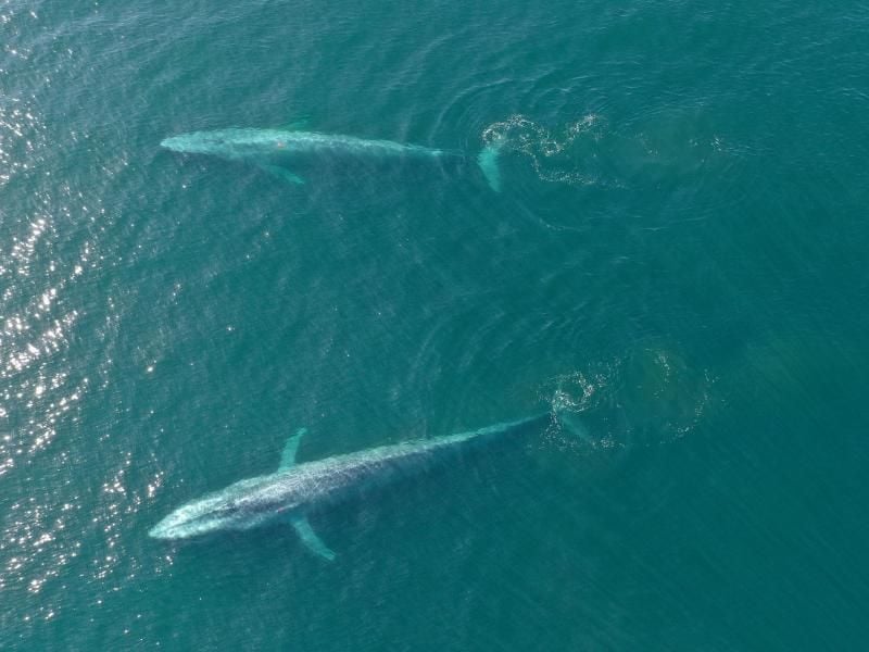 Obwohl Blauwale die größten Tiere der Erde sind, ernähren sie sich von winzigem Plankton. Foto: Elliott Hazen/NOAA/dpa