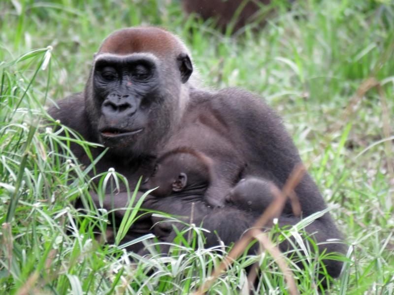 Gorilla-Mutter Malui sitzt mit ihren Zwillingen im Dzanga-Sangha-Schutzgebiet. Foto: Janika Wendefeuer/WWF