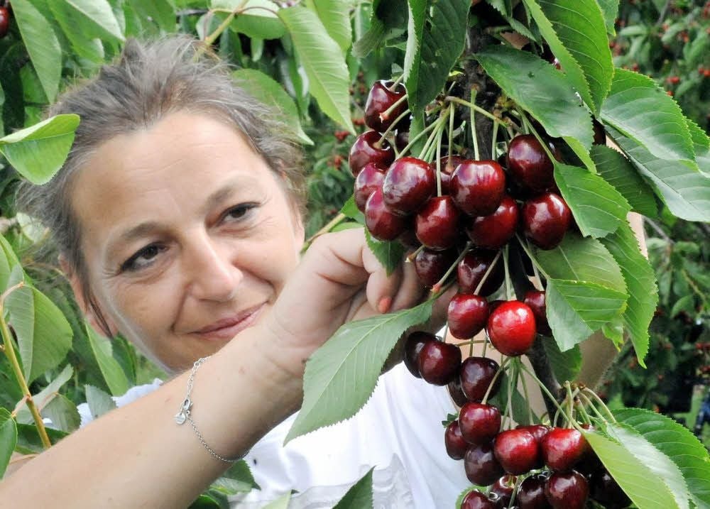 In den Kirschplantagen wie beim Obstbau Höhnstedt ist die Süßkirschensaison im Gange.