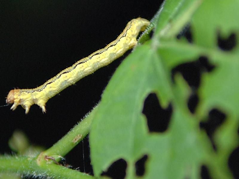 Die Raupen von Frostspannern sind sehr gefräßig. Wenn sie im Frühjahr geschlüpft sind, fallen sie über junge Früchte der Obstbäume her. Leimringe können das verhindern. Foto: Rolf Haid