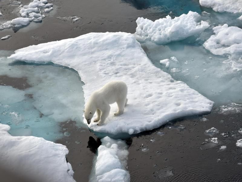 Ein Eisbär steht im Nordpolarmeer auf einer Eisscholle. Infolge des schmelzenden Eis in der Arktis ist das Überleben von Eisbären bis 2100 nach Berechnungen von Forschern gefährdet. Foto: Ulf Mauder/dpa