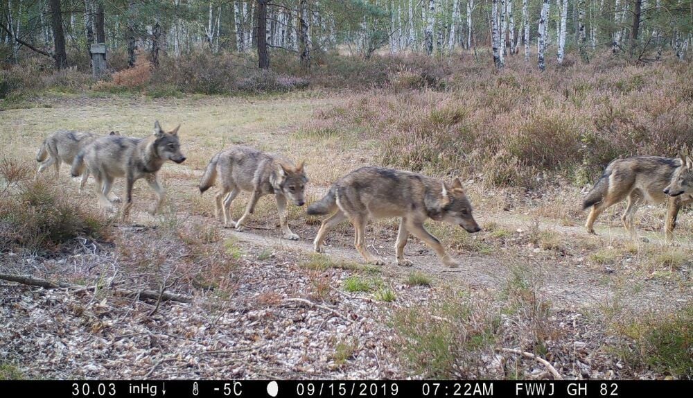 Fünf Jungwölfe auf einmal hat die Wildkamera der Hochschule Eberswalde in der Glücksburger Heide erfasst.